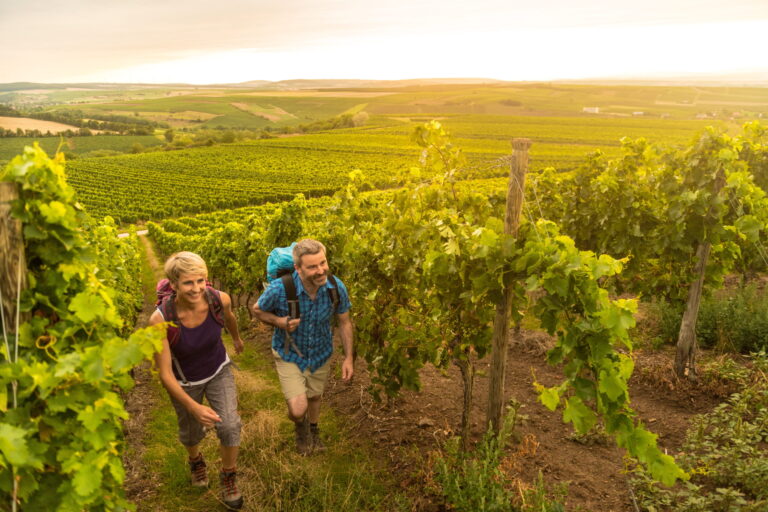 Hiwweltouren: wandelroutes door eindeloos mooie wijngaarden