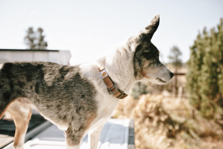 Stoere halsband voor jouw hond